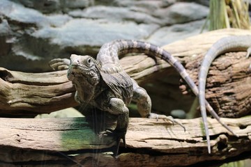 Green Lizard on a Tree