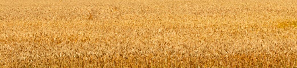 defocusing. background. field of wheat.