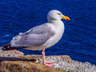 Seagull at Atlantic Ocean coast line