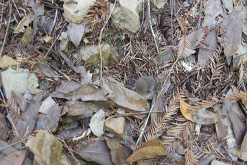 Armstrong Redwoods State Natural Reserve, California - to preserve 805 acres of coast redwoods (Sequoia sempervirens). The reserve is located in Sonoma County, Guerneville.armstrong,redwood,nature,cal