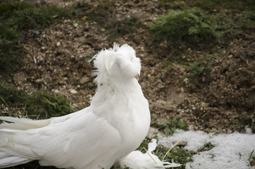 White Turtledove Special