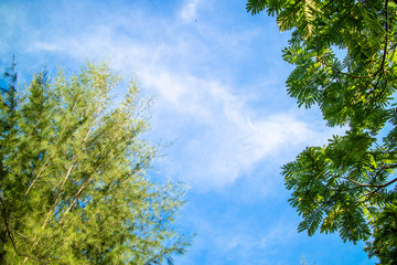 Green foliage background cloudy sky