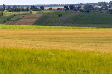 Fototapeta na wymiar defocusing. field of oats, wheat and barley against a blue sky background