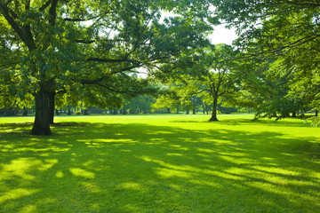Fototapeta na wymiar shade of tree in the park