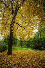 Autumn park in Saint Petersburg, Russia