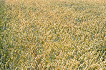 defocusing. background. field of wheat.