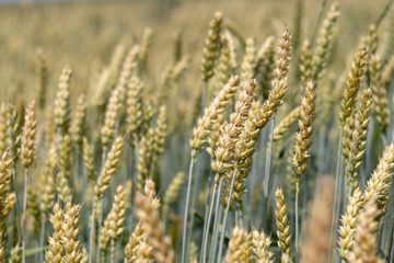defocusing. background. field of wheat.