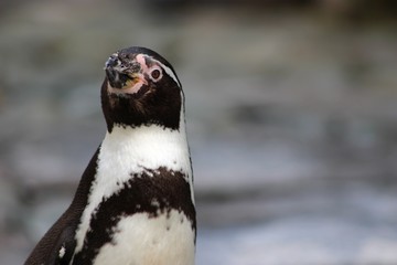 Fototapeta premium Penguin Detail Closeup