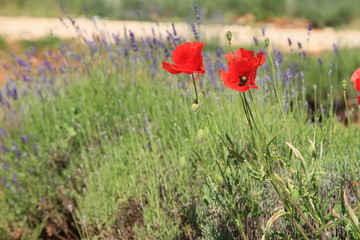 Naklejka premium paysage de Provence 2018/4