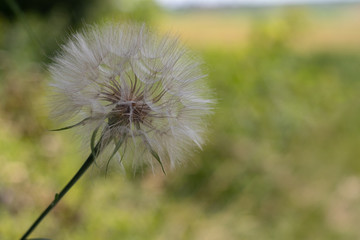 defocusing. Dandelion flower on a background of green grass