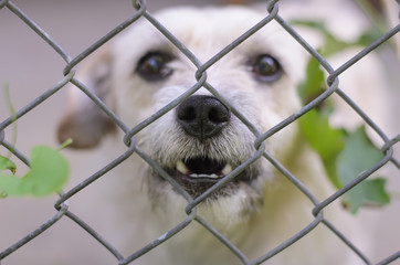 White dog's face, touching the metal grille with his nose, selective focus, close-up, blurry background