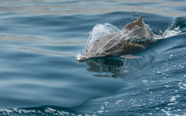 Naklejka premium playful humpback dolphins in a coastal waters of Musandam Oman
