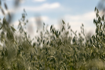 Obraz premium defocusing. field of oats on blue sky background