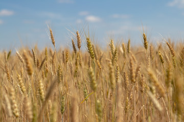wheat field on blue sky background
