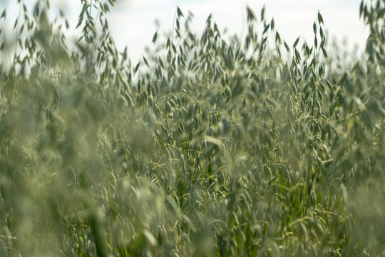 defocusing. field of oats on blue sky background