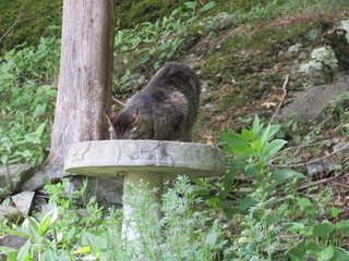 A gray striped tabby cat drinking water from a bird bath in a garden 