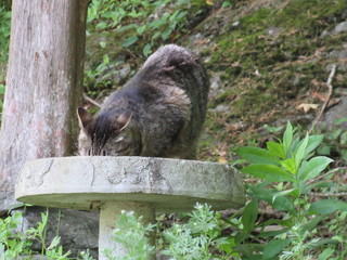 Naklejka na ściany i meble A gray striped tabby cat drinking water from a bird bath in a garden 