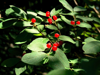 Red berries on bush
