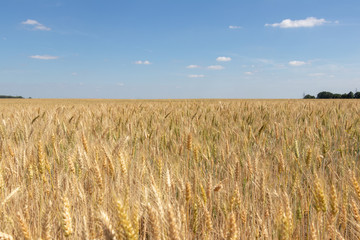 wheat field on blue sky background