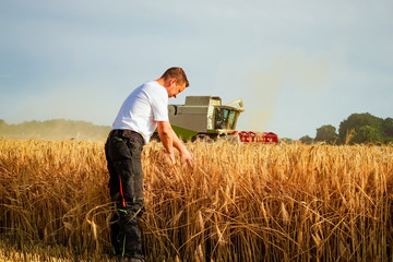 Ernte - Landwirt prüft Abreife des Getreides