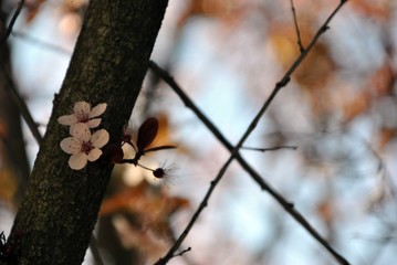 little white and pink blossom