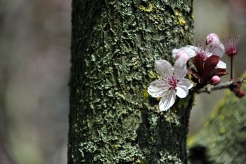 little white and pink blossom