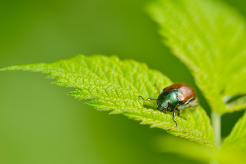 Gartenlaubkäfer auf einem Blatt