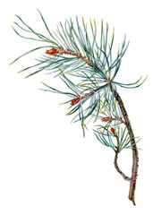 Watercolor hand painted pine branch. Coniferous branch can be used as print, poster, element design, sticker, postcard, invitation, greeting card and so on.