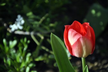 red orange tulip