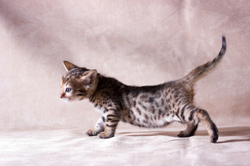 Graceful bengal kitten