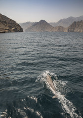 Fototapeta premium playful humpback dolphins in a coastal waters of Musandam Oman