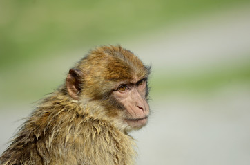 niedliche junge Affen in Tierpark