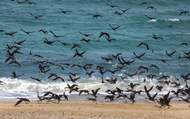 Endangered Socotra cormorant birds on a beach in Musandam