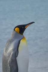 King Penguin, South Georgia Island, Antarctic