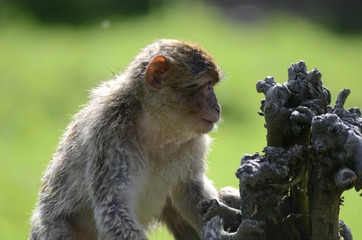 niedliche junge Affen in Tierpark