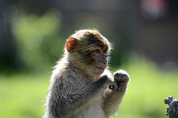 niedliche junge Affen in Tierpark