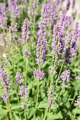 Stachys officinalis (bétoine officinale)