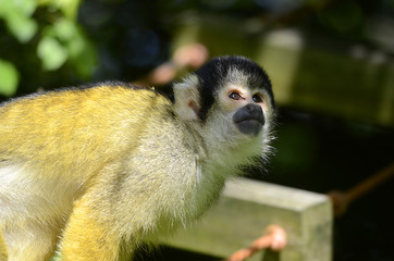 niedliche junge Affen in Tierpark