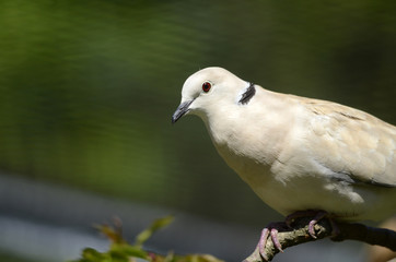 Obraz premium weisse Taube