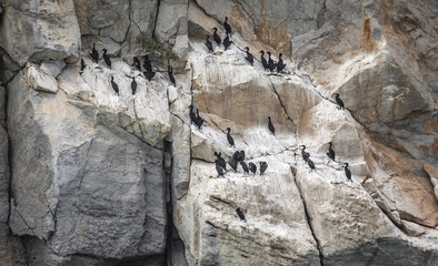 Endangered Socotra cormorant birds on a cliff in Musandam