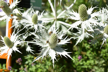 Abeilles sur fleur de panicaut