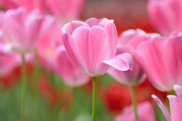 Obraz na płótnie Canvas Macro details of Pink Tulip flowers in garden