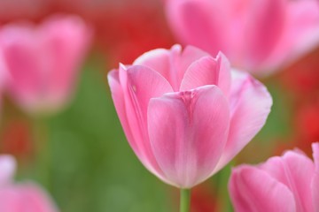 Macro details of Pink Tulip flowers in garden