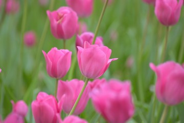 Macro details of Pink Tulip flowers in garden