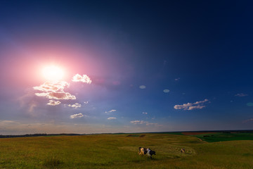 Naklejka na ściany i meble Cows on a green field and blue sky.