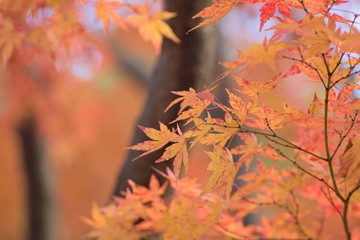 Landscape of colorful Japanese Autumn Maple leaves