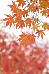 Landscape of colorful Japanese Autumn Maple leaves