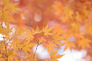Naklejka na ściany i meble Landscape of colorful Japanese Autumn Maple leaves