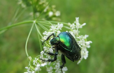 Green cetonia beetle on white hogweed flowers in the meadow, closeup 