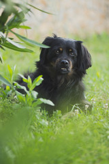 Dog Laying On The Grass 